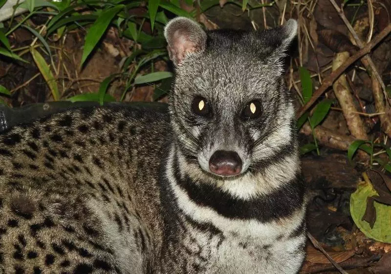 ホテル Kawag Nature Lodge