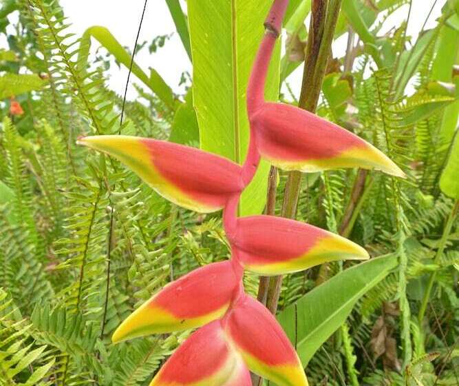 مبيت وإفطار African Heritage House