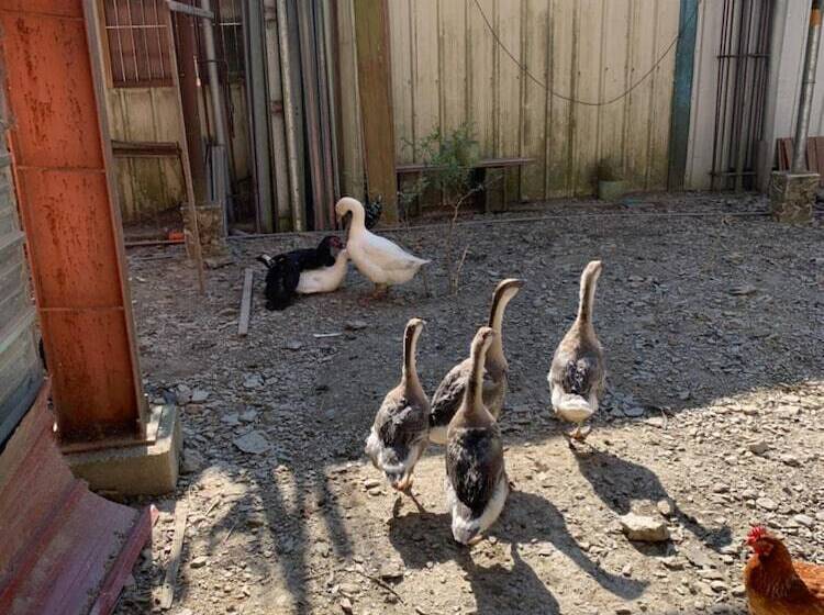 تختخواب و صبحانه Breeze Homestay