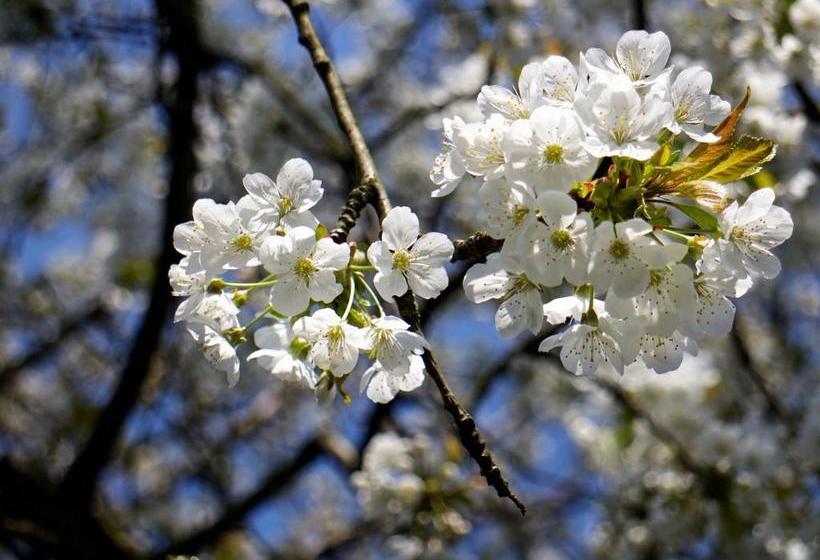 Bed And Breakfast Millingen Aan De Rijn