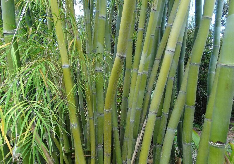 ホテル Lokahi Lodge