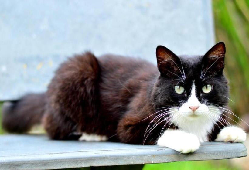 پانسیون Pousada Da Geisa