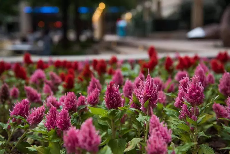 Magnolia Hotel Downtown Dallas