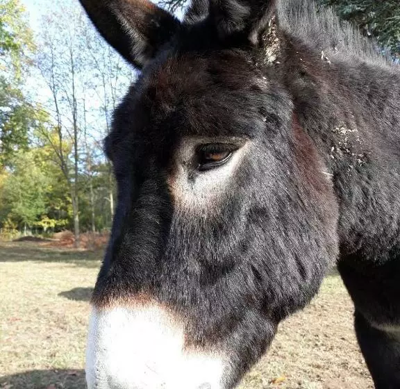 Majatalo Chambres D Hôtes La Bourbelle