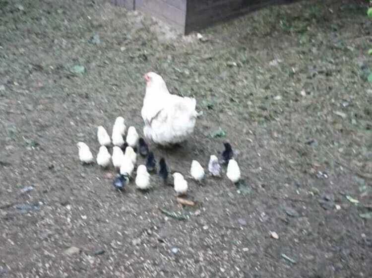 פנסיון Maison Des Figues