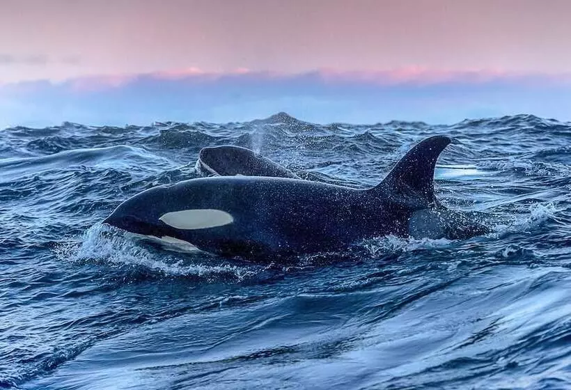 Hotelli Aurora Glamping By The Whales