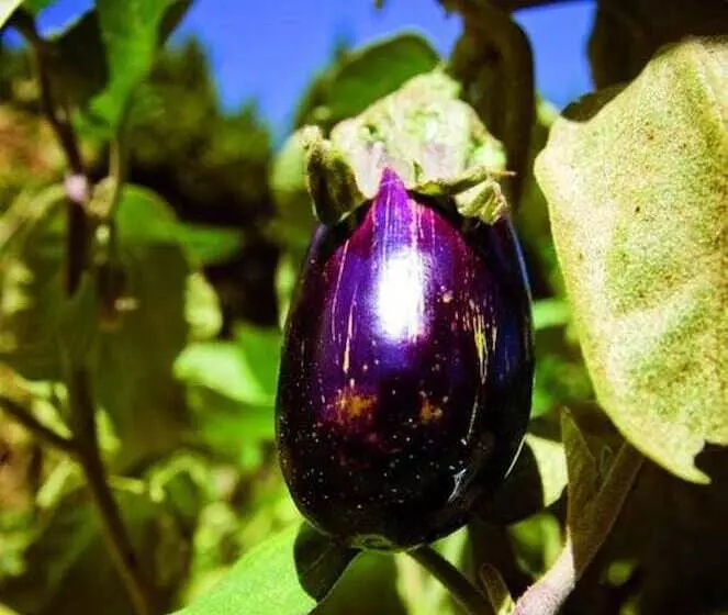 Majatalo Domaine De La Ramade