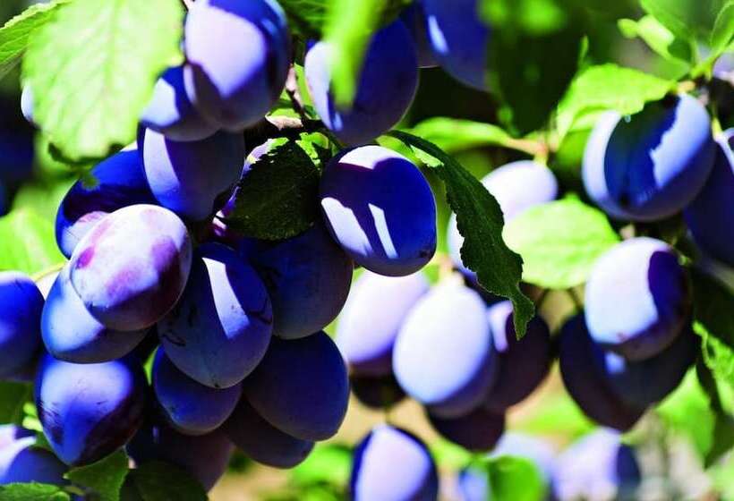 بنسيون Domaine De La Ramade