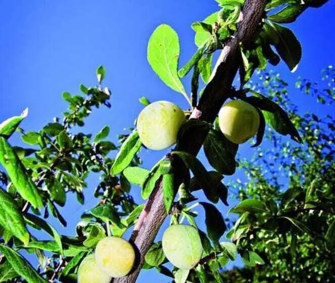 Majatalo Domaine De La Ramade