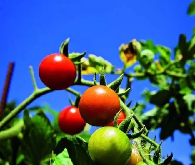 Majatalo Domaine De La Ramade