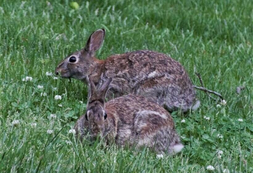 ベッドアンドブレックファースト Makanda Inn