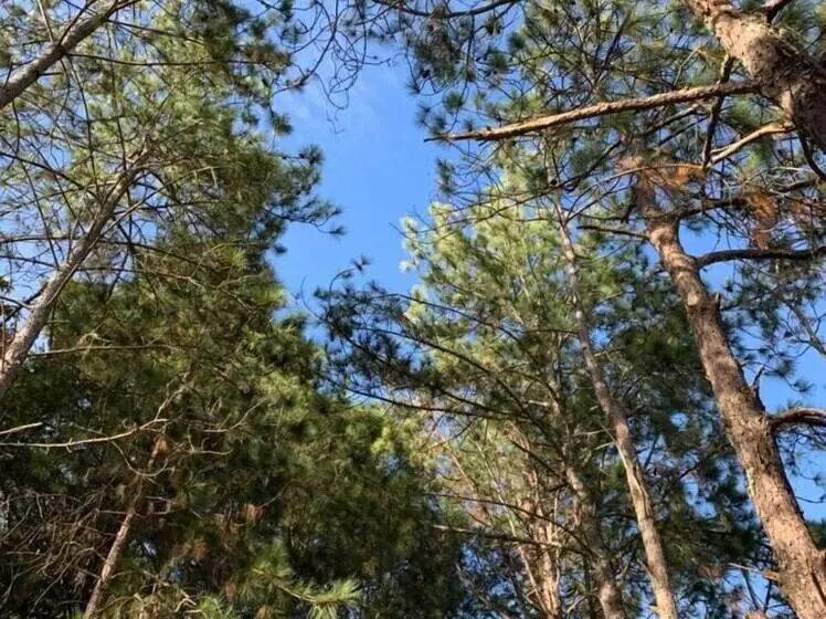 ホテル Sítio Colibri   Serra Da Mantiqueira
