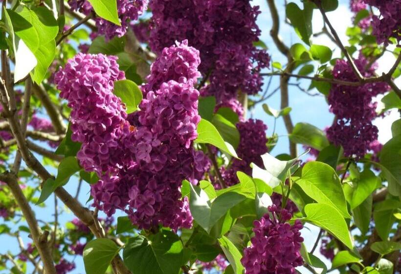 פנסיון Gästehaus Kiebel