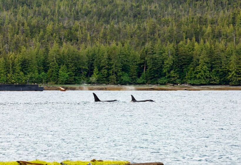 هتل The Ketch Inn