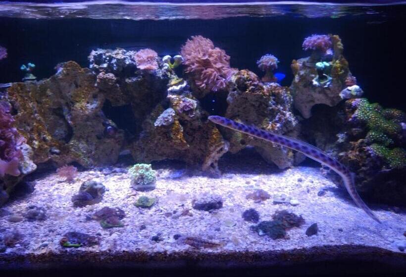 بنسيون Pousada Sayonara