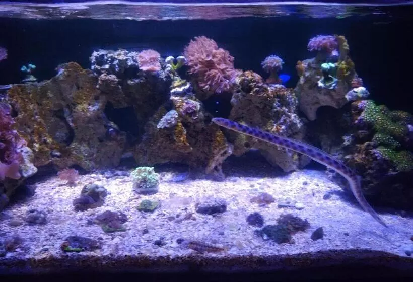 ペンション Pousada Sayonara