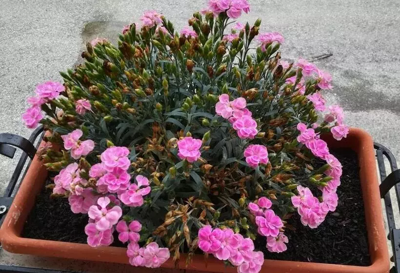 پانسیون Affittacamere Giada