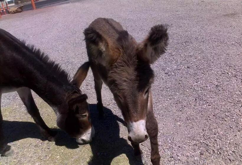 בית מלון כפרי Atomic Inn Beatty Near Death Valley