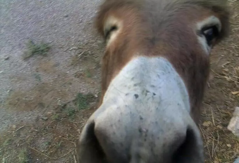 בית מלון כפרי Atomic Inn Beatty Near Death Valley
