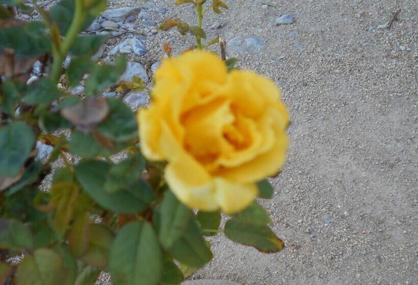 ホテル Atomic Inn Beatty Near Death Valley