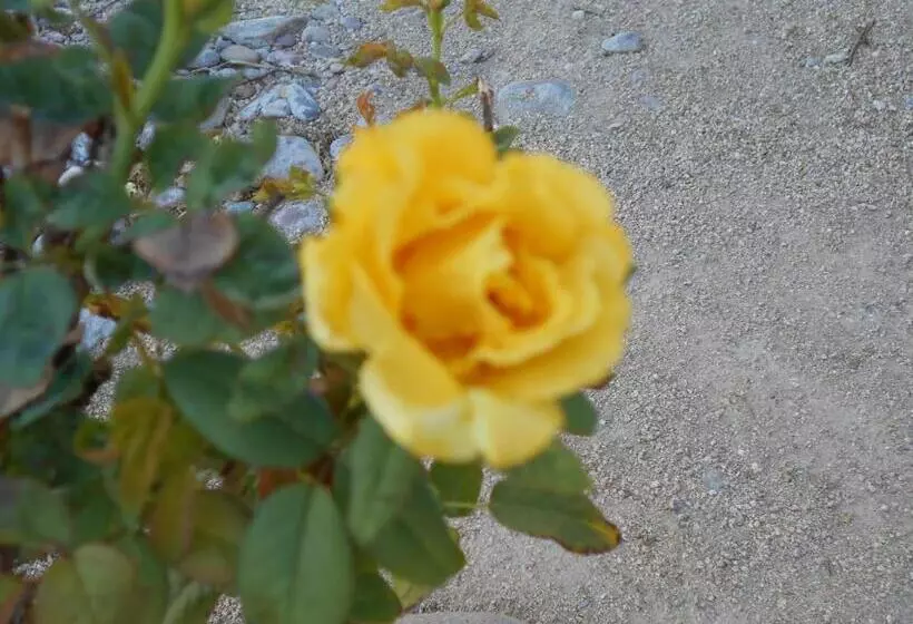 בית מלון כפרי Atomic Inn Beatty Near Death Valley