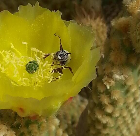 ホテル Atomic Inn Beatty Near Death Valley