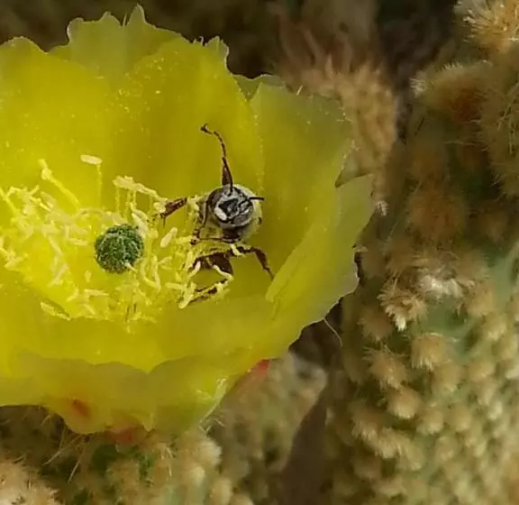 בית מלון כפרי Atomic Inn Beatty Near Death Valley