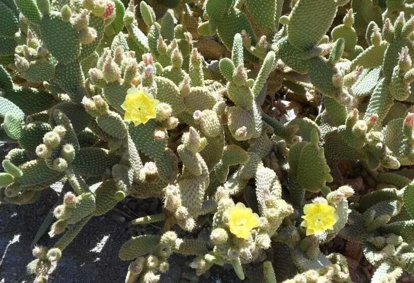 בית מלון כפרי Atomic Inn Beatty Near Death Valley