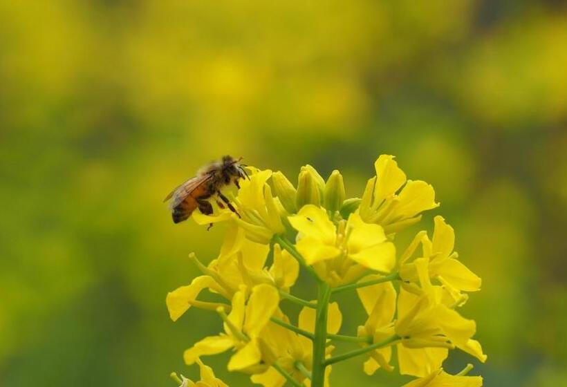 Pension Kuroshiomaru