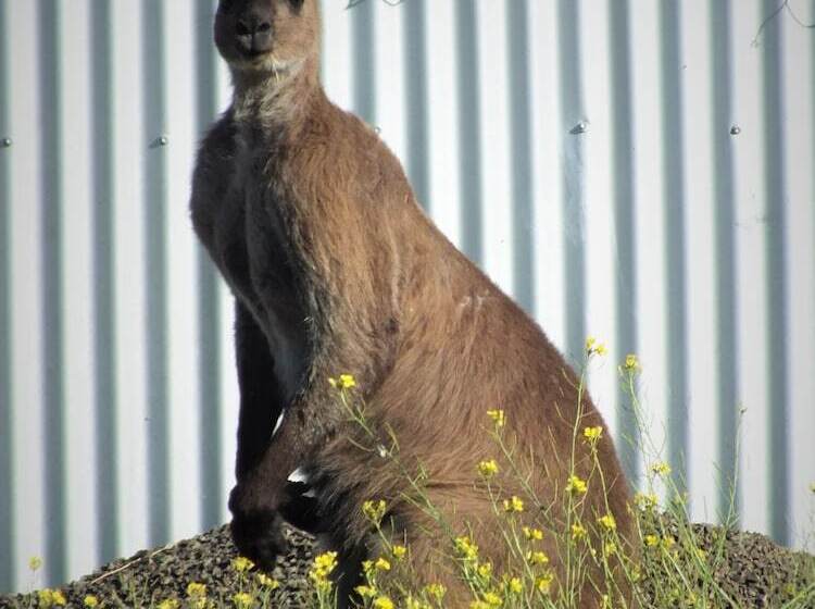 Gilligan S Kangaroo Island