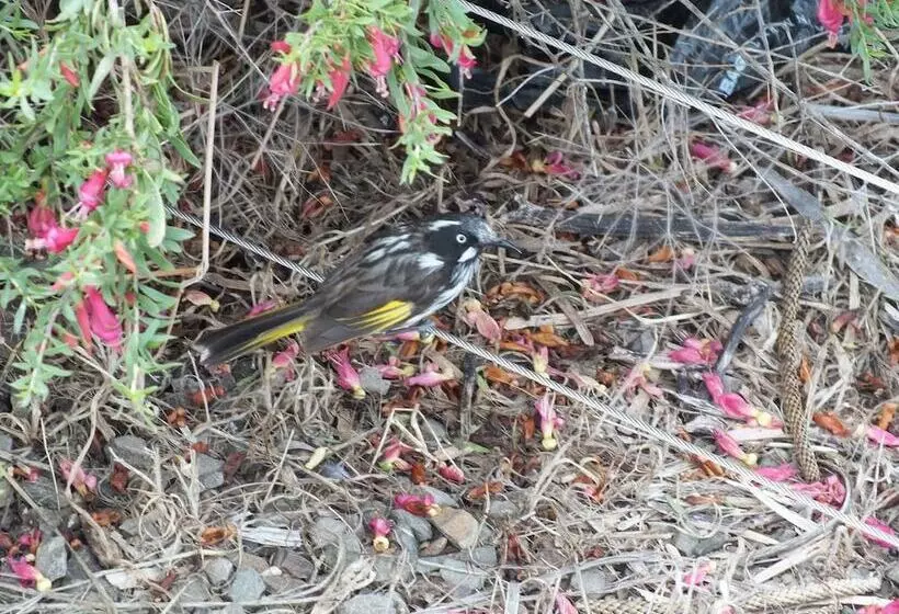 Gilligan S Kangaroo Island