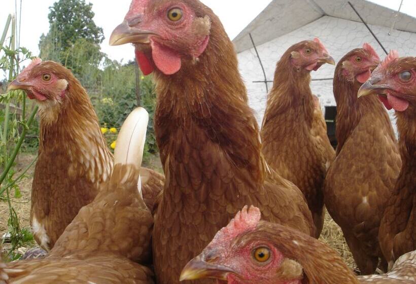בית מלון כפרי Country Homestead At Black Sheep Farm