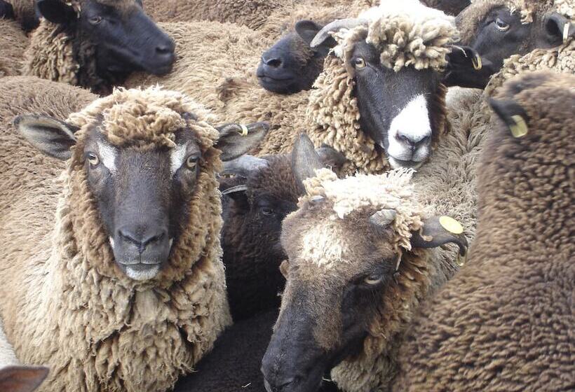 בית מלון כפרי Country Homestead At Black Sheep Farm