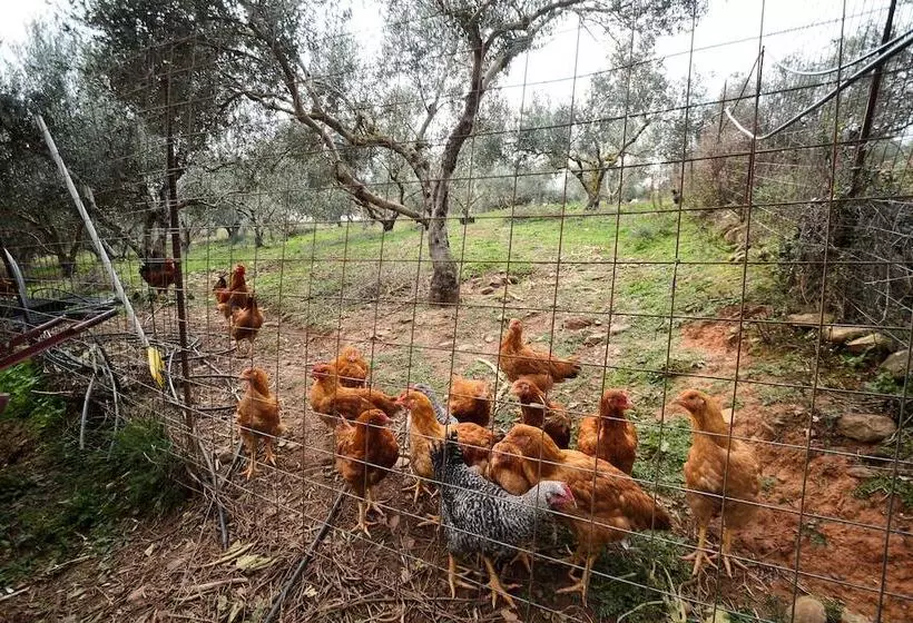 Traditional Cretan Family Home