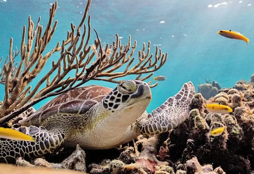 Harbour Club Villas & Marina