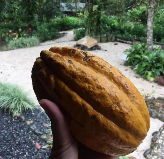 تختخواب و صبحانه Guest House Great Hostels Amazon