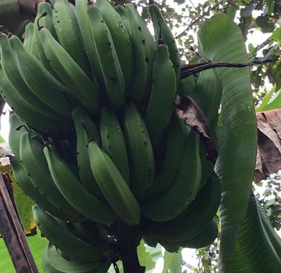 تختخواب و صبحانه Guest House Great Hostels Amazon