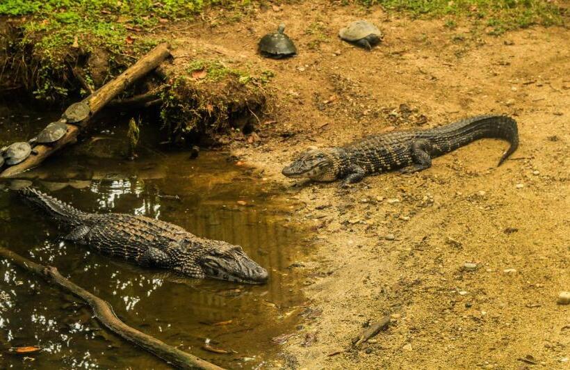 تختخواب و صبحانه Guest House Great Hostels Amazon