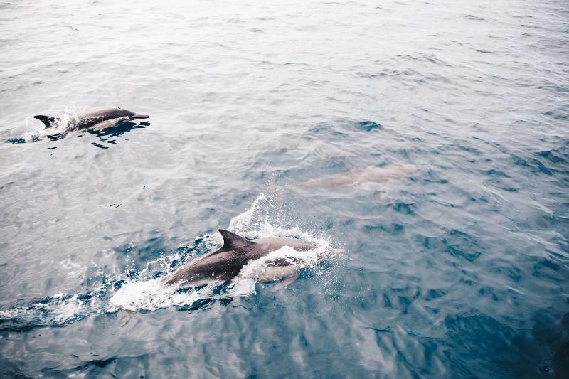 酒店 The Ritzcarlton, Laguna Niguel