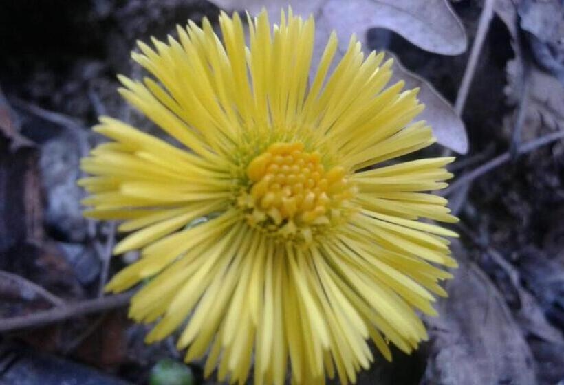 Отель B&b Resort Fonte La Castellana