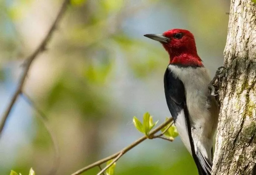 Rum River Motel Princeton