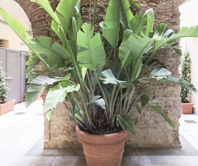 هتل Agave In Citta