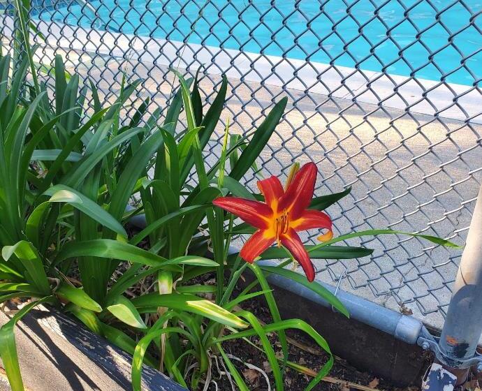 فندق The Gold Lodge