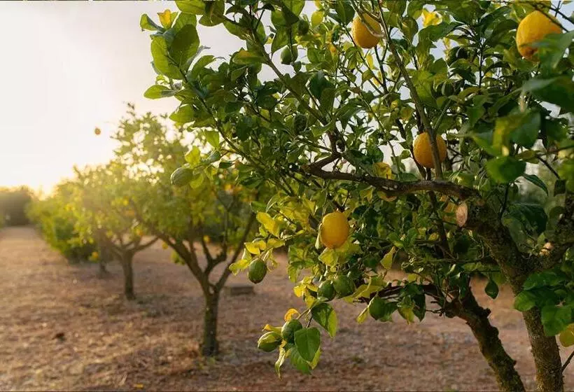 ベッドアンドブレックファースト La Farm Baleares