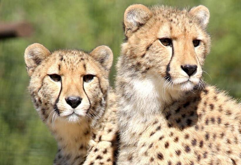 מוטל Super 8 By Wyndham Goodyear/phoenix Area