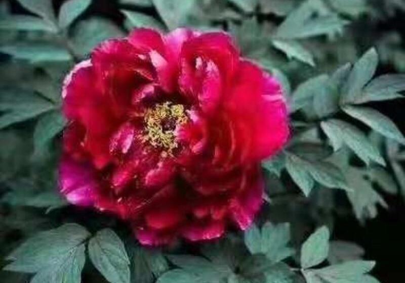 בית מלון כפרי Shell Luoyang Lijingmen Mingtang