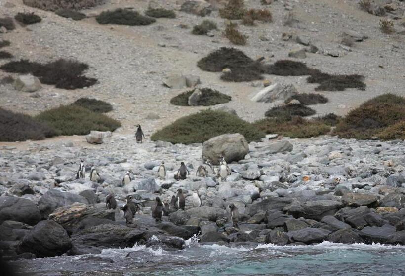 ペンション Cabaña Albergo Punta De Choros