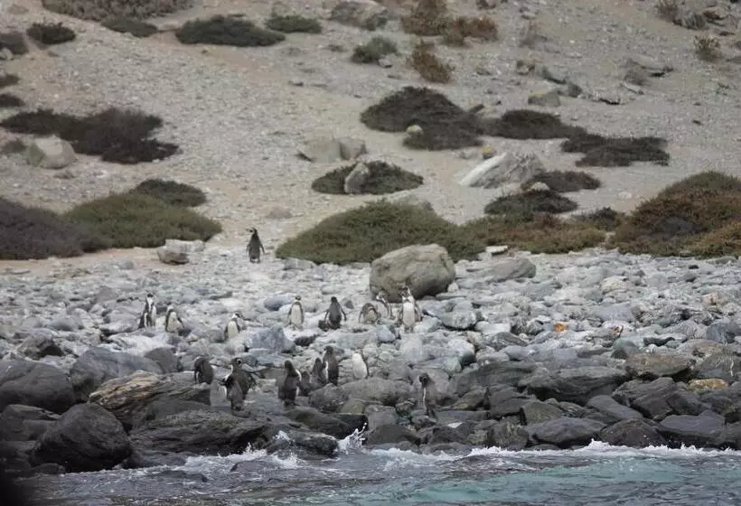 Majatalo Cabaña Albergo Punta De Choros