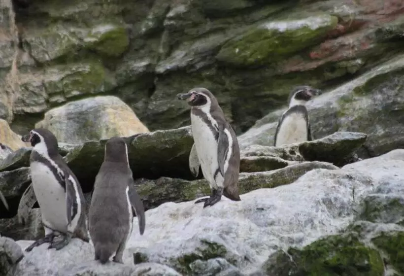 Majatalo Cabaña Albergo Punta De Choros