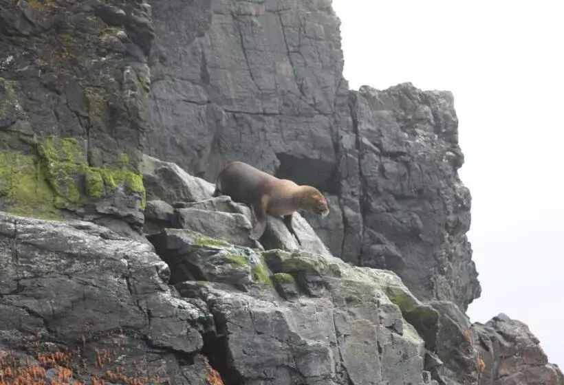 Majatalo Cabaña Albergo Punta De Choros